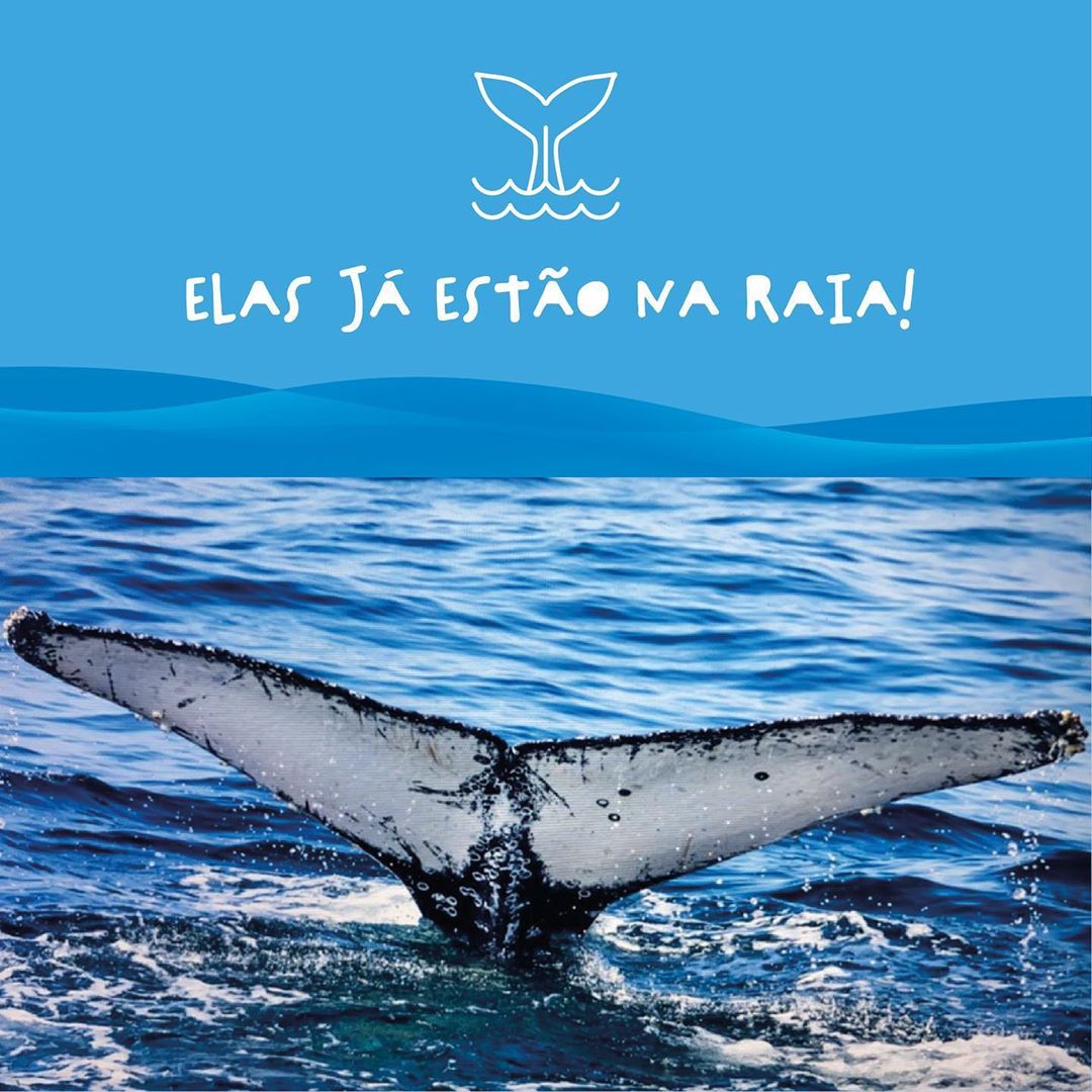 Baleias jubartes na raia da Semana Internacional de Vela de Ilhabela
